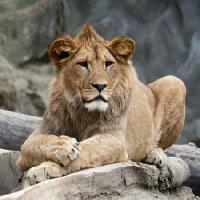 leone, animale, selvatico, gatto Marek Jelínek - Dreamstime