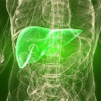 l'uomo, il corpo, il fegato, organo Sebastian Kaulitzki - Dreamstime