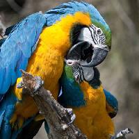 Pixwords L`immagine con pappagallo, uccello, il colore, uccelli Marek Jelínek - Dreamstime