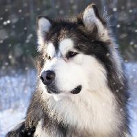 lupo, cane, animale, selvatico Lilun - Dreamstime