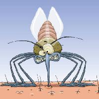 Pixwords L`immagine con zanzara, gli animali, i capelli, le mosche, la famiglia, l'infezione, la malaria Dedmazay - Dreamstime
