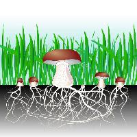 Pixwords L`immagine con verde, erba, fungo, funghi, cibo, mangiare Designua