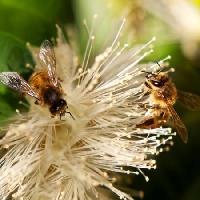 Pixwords L`immagine con api, natura, ape, Polen, fiore Sheryl Caston - Dreamstime