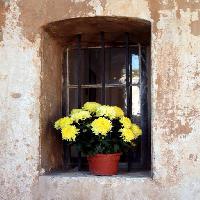 Pixwords L`immagine con fiori, fiore, finestra, giallo, parete Elifranssens