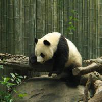 del panda, orso, piccolo, nero, bianco, legno, foresta Nathalie Speliers Ufermann - Dreamstime
