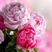 Pixwords L`immagine con fiore, fiori, giardino, rose Piccia Neri - Dreamstime