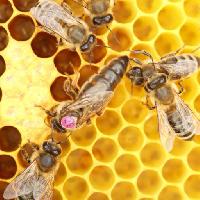 Pixwords L`immagine con api, alveare, animali, insetti, insetto, animale, miele Rtbilder