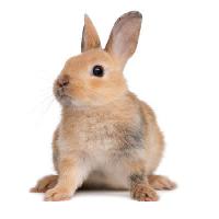 Pixwords L`immagine con coniglio, coniglio, orecchie, animale Isselee - Dreamstime