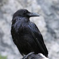 uccello, nero, picco Matthew Ragen - Dreamstime
