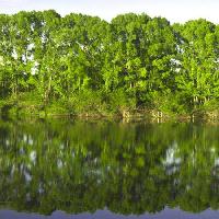 albero, alberi, acqua, verde, lago Vadim Yerofeyev - Dreamstime