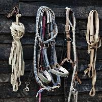 Pixwords L`immagine con cavallo, corda, corde, oggetti Vladimir Lukovic (Radelukovic)