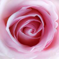 fiore, rosa Misterlez - Dreamstime