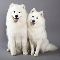 Pixwords L`immagine con cane, animale, bianco Lilun - Dreamstime