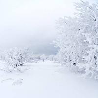inverno, bianco, albero Kutt Niinepuu - Dreamstime