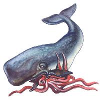 Pixwords L`immagine con pesce, animale, balena, calamari Palych