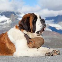 Pixwords L`immagine con del cane, canna, montagna Swisshippo - Dreamstime