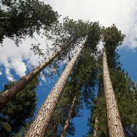 Pixwords L`immagine con albero, alberi, cielo, legno, nuvole Juan Camilo Bernal - Dreamstime