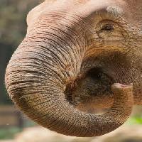 briscola, naso, tronco, elefante Imphilip - Dreamstime