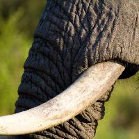 Pixwords L`immagine con elefante, tronco, animale Villiers Steyn (Villiers)