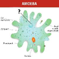 Pixwords L`immagine con un'ameba, nucleo, cibo, cellula, cellulare Designua