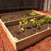 verdura, ortaggi, crescere, cresciuto, , pianta, piante, legno verde Mvogel