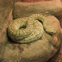 serpente, animale, selvatico, roccia, rocce John Lepinski (Acronym)