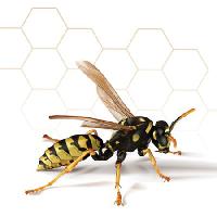 Pixwords L`immagine con vespa, miele, api, pettine Leo Blanchette - Dreamstime
