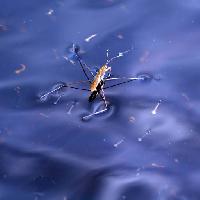 bug, insetto, acqua, galleggiante, blu Sergey Yakovlev (Basel101658)