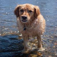 cane, acqua, animale Emilyskeels22 - Dreamstime