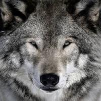 Pixwords L`immagine con lupo, animale, selvatico, cane Alain - Dreamstime