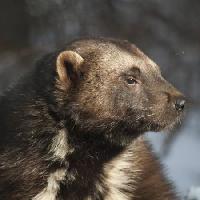Pixwords L`immagine con animale, orso, selvatico, fauna, pelliccia Moose Henderson - Dreamstime